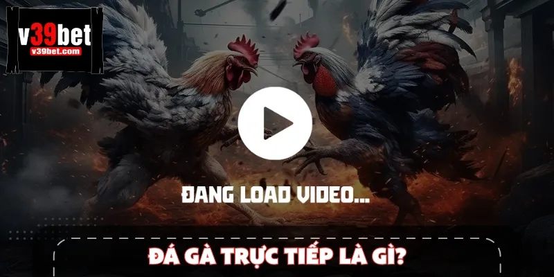 Đá gà trực tiếp là thuật ngữ chỉ loại hình giải trí ấn tượng