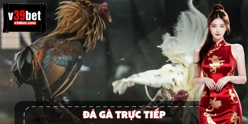 Đá Gà Trực Tiếp 39BET – Bùng Nổ Cảm Xúc Cùng Các Chiến Kê