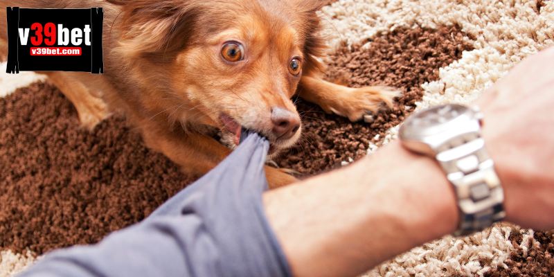 Luận giải các trường hợp bị chó cắn đặc biệt