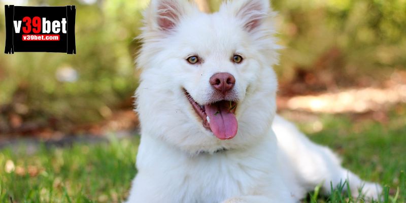 Luận giải ý nghĩa của giấc mơ thấy chó theo phong thuỷ