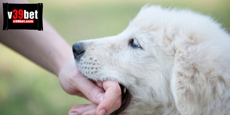 Mộng thấy chó cắn vào tay